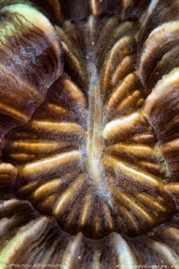 Polyp coral by Pietro Cremone 